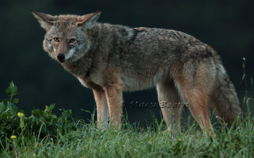 Jan 2 - Coyote web