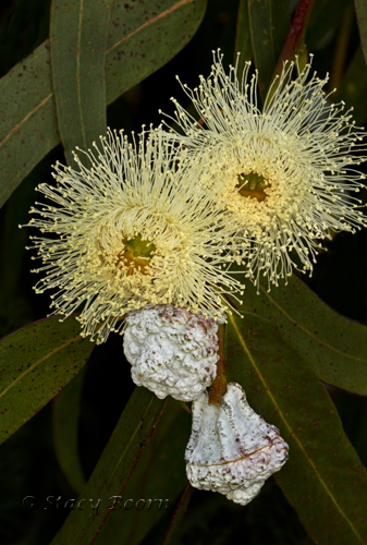 Feb 4 -  Eucalyptus web