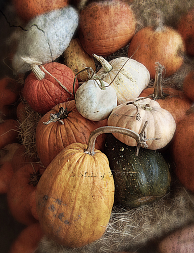 Oct 3 - Pumpkins Web