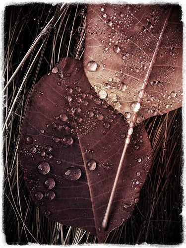 Nov 1 - Web Leaves 2