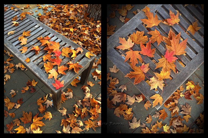 Nov 1 - web Leaves Bench