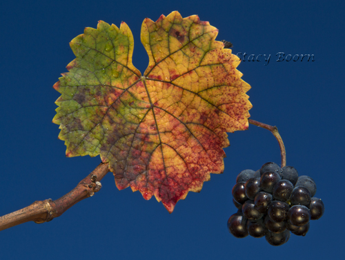Oct 4 - Grapes003 web