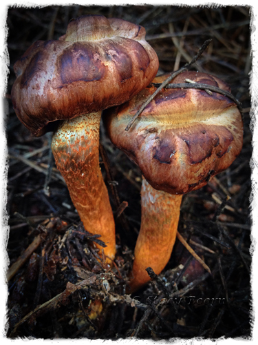 Jan 3 -Mushrooms Two web