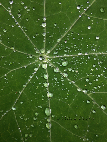 Feb 1 -RainDrops web