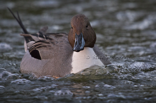 A Northern Pintail winters in the Bay Area