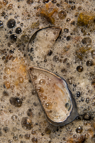 Bubbles on the Half-Shell - Pt. Reyes