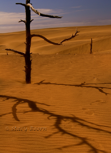 May 3 - WEB Dune Trees