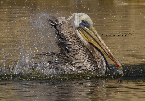 Aug 2 - Pelican Baths WEB