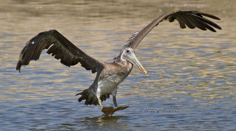 Aug 2 - Pelican Landing WEB