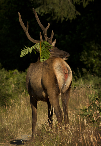 Wearing the leftovers - Roosevelt Elk