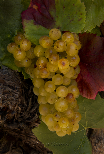 Sept 4 - Grapes WEB