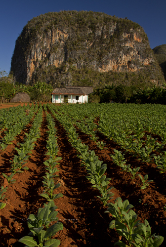 Tobacco Farm in Vinales