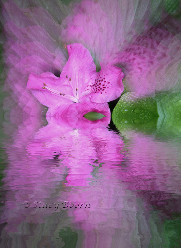 Fallen Rhododendron Blossom and Reflection 