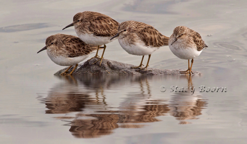 Jan 4 - SandPiper Reflect copy