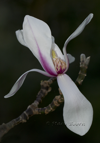 "Magnolia Zenni " - rarest in the Garden