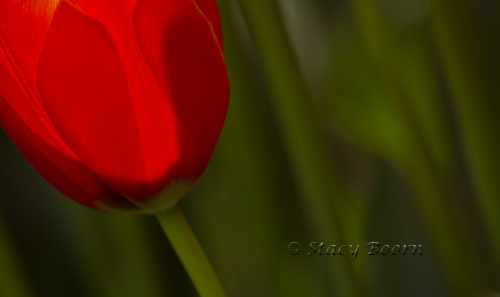 April-Tulip Backlit Chalice copy