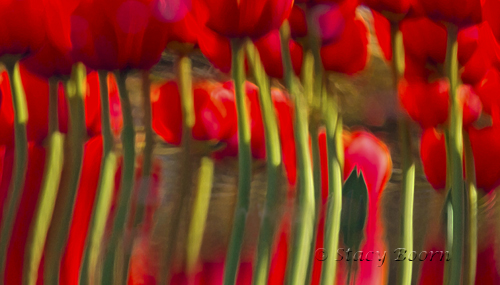 Tulips reflected in small pond at Tulip Town