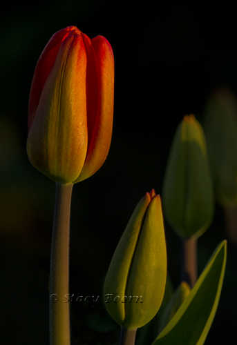 Last light on tulips