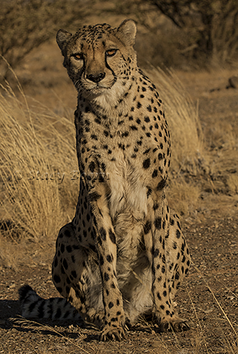 Cheetah WEB