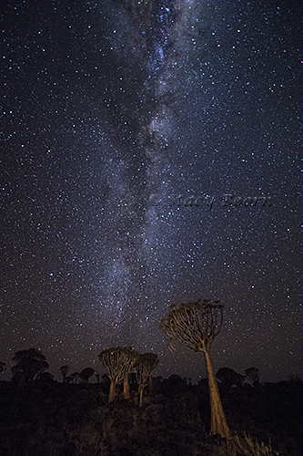 Milky Way over Quiver Trees