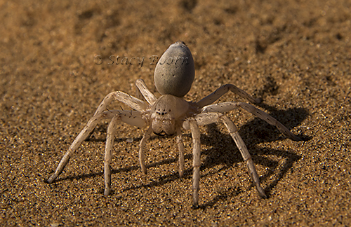 White Lady Spider lives under the sand