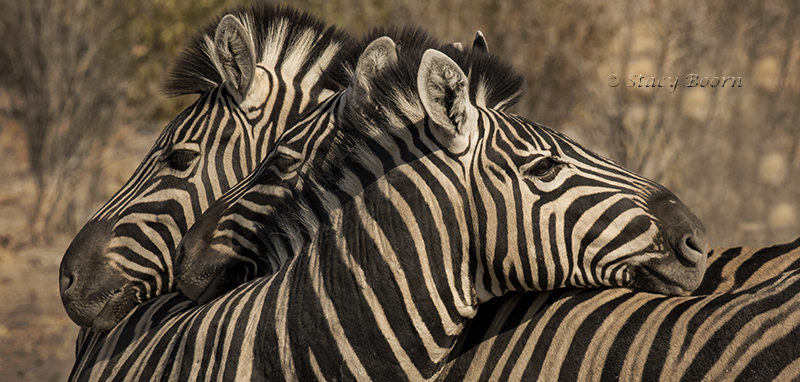 namib-a-b-zebra-heads-copy