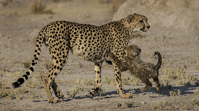 namib-a-cheetah-and-cub-copy