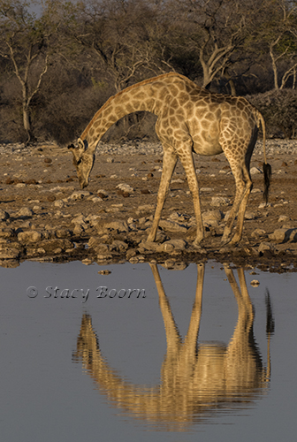 namib-a-giraffe-copy