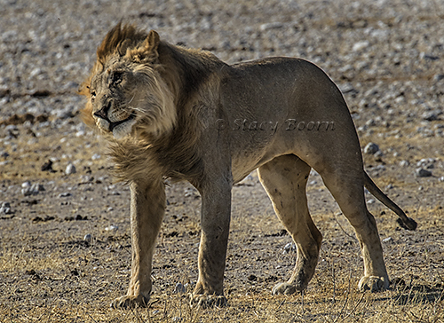 namib-a-lion-copy