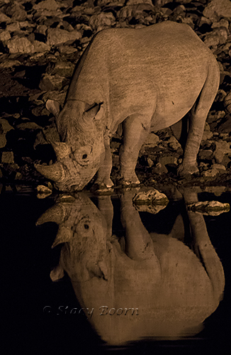 namib-a-rhino-night-copy