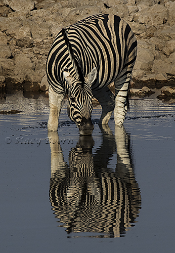 namib-a-zebra-water-copy