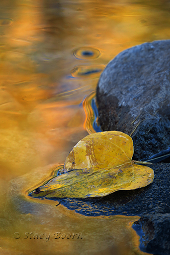 Black Cotton Reflect Yellow in Truckee River