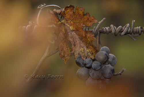 dec-1-grapesleaf-web