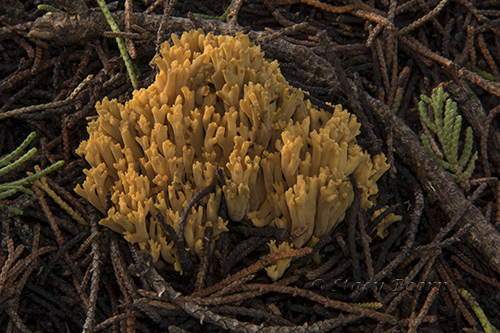 Greening Coral Fungi