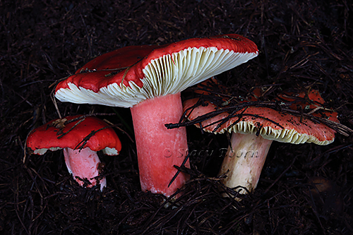 Blood Red Russulas grow under Pine Trees